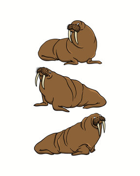 Hand drawn walruses