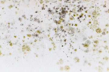 Mold on a white wall as a background