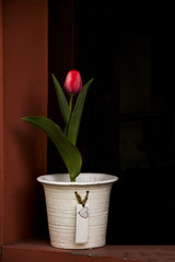 The lonely beautiful tulip