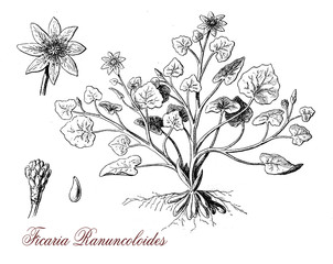 vintage engraving of ficaria ranuncoloides, flowering plant with jellow glossy flowers, poisonous, deadly if ingested by grazing livestock