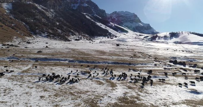 Large herd of wild yaks on a mountain pasture