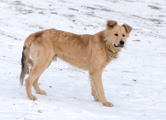 Portrait of dog on snow in winter
