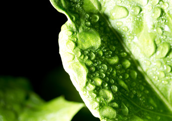 Green leaves of sorrel with drops of dew