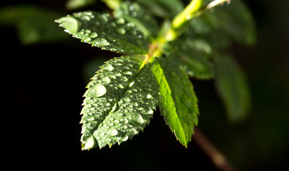 Green leaves with drops of dew on a black background