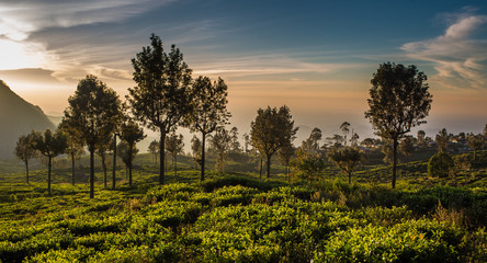 Sunrise over beautiful green tea plantation in Sri Lanka - obrazy, fototapety, plakaty