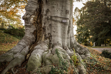 A giant old tree sits in a forest covered with faces and full of history. 