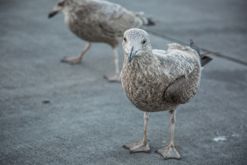Curious, hungry seagulls hopeful for food in the Boston harbor. 