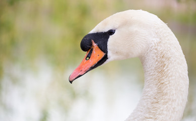 Fototapeta premium Beautiful white swan on nature in spring