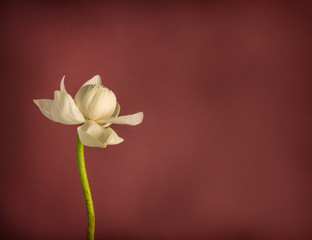 Lotus on Dark Pastel Color Background