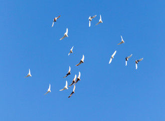 A flock of pigeons are flying in the blue sky