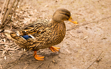 Duck on the ground in the park