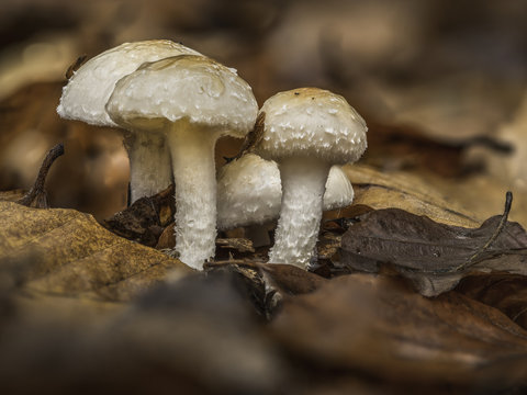 Eine Gruppe weißer Pilze steht im Laubwald.