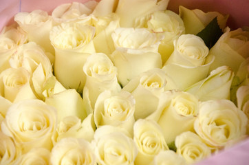 fresh roses in a bouquet as background