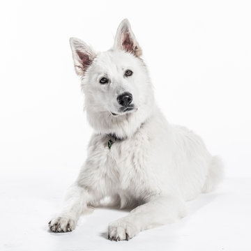 Weißer Schäferhund" Bilder – Durchsuchen 312 Archivfotos, Vektorgrafiken  und Videos | Adobe Stock