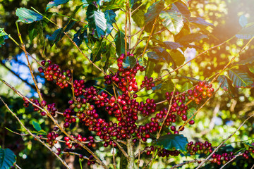 100% Organic Arabica Coffee Beans On Tree In CHIANG RAI, North of Thailand.