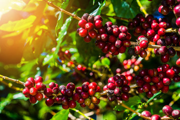 100% Organic Arabica Coffee Beans On Tree In CHIANG RAI, North of Thailand.