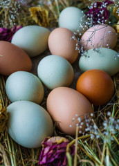 Fresh rustic white-blue and brown chicken eggs of Araucan chickens.