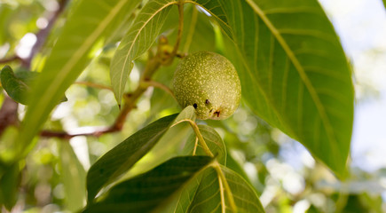 Green walnuts on the branches of a tree