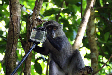 Wilde Colobus-Affen im Urwald von Uganda Afrika