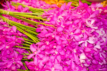 Orchid for sale at Pak Khlong Talat Market