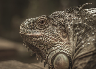 Lovely Iguana close-up face image	