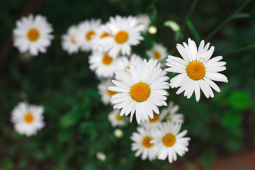 Fototapeta premium Beautiful daisies closeup. Flower background.