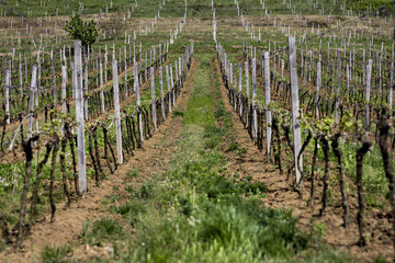 Fototapeta na wymiar Vineyards. Vineyards in the spring.