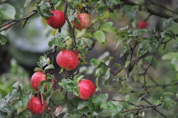 Свежие яблоки осенью в  саду
