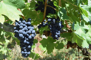 Grapes to make red wine.