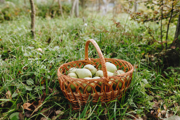 Fototapeta na wymiar Basket full of green organic pears in garden outdoor