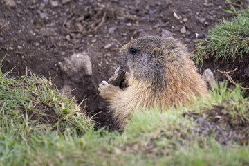Alpine marmot in the natural environment. Dolomites. Italy.