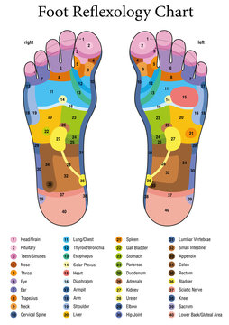 Foot reflexology. Alternative acupressure and physiotherapy health treatment. Zone massage chart with colored areas. Numbering and listing of names of internal organs and body parts.