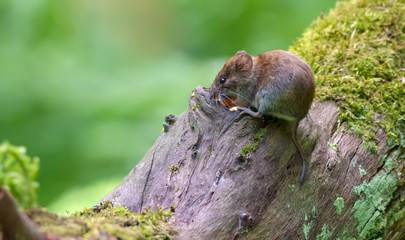 Bank vole feeds itself near a hollow of big trunk in forest