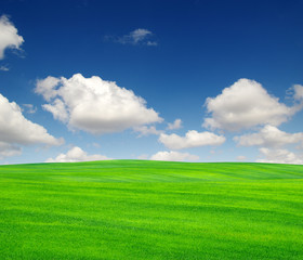 field of green grass