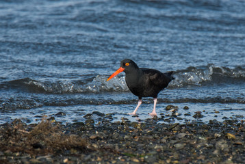 Oystercatcher on Shoreline