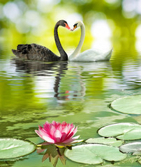 Fototapeta premium image of two swans on the water in the park