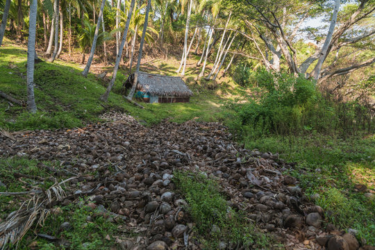 Banana houses. Ranon village,Ambrym island, Malampa prov, Vanuatu.