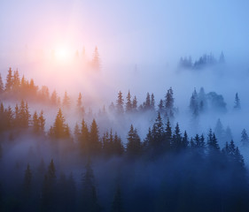 Rows of trees in the fog. Foggy forest, minimalism. Bright sun rising from the branches and illuminating the forest. Dark silhouettes of firs in rows on a slope.

