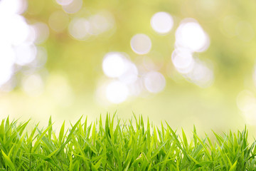 Natural green background with spring or summer
