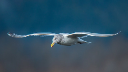 Seagull in Flight