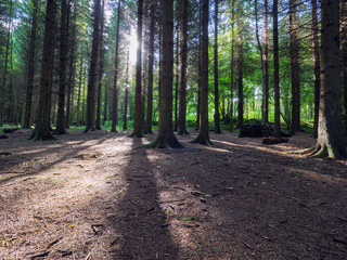 Summer forest morning,Northern Ireland