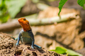 Lizard called agame settlers in the savannah of Amboseli Park in Kenya