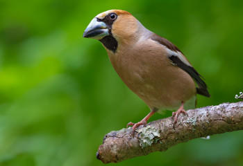 Male hawfinch perched on a dry lichen covered branch in forest 