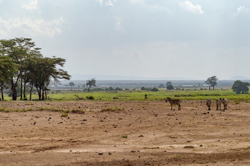 Several zebras grazing in the savannah of Amboseli Park in Kenya