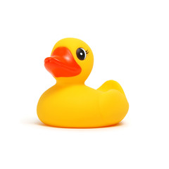 Yellow rubber duck on white