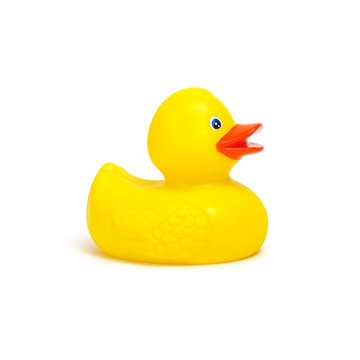 Yellow rubber duck on white