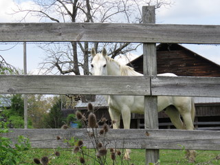 Hourse through the fence