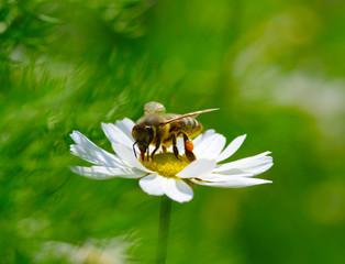 Bee and flower