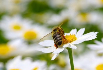 Bee and flower