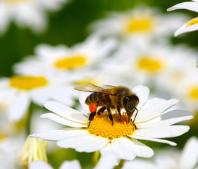 Honey bee worker on flower